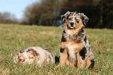 BERGER AUSTRALIEN PUPPIES 777